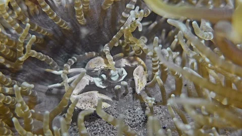 Spotted porcelain crab Stock Footage 342464876