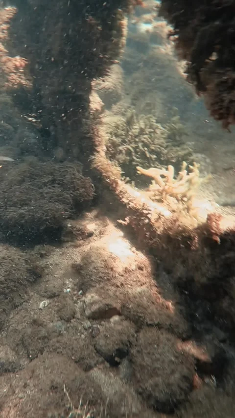 Spotted Puffer Fish Stock Footage 278833887