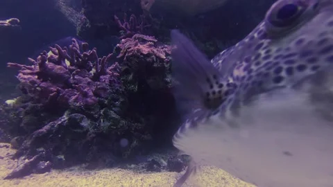 Spotted Pufferfish Swimming Close-Up to Camera in Coral Reef Aquarium Vídeos de archivo 343793029