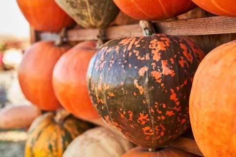 Spotted pumpkin placed on shelf for commercial purpose in fall. Stock Photos