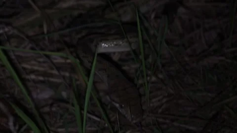 Spotted Python move and smell with tongue at night close up Vidéo 329090284