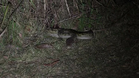 Spotted Python move in the night smelling with tongue close up Stock Footage 319460633