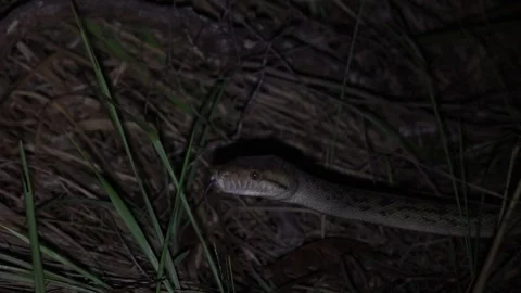 Spotted Python move slowly smelling with tongue at night close up Vidéo 321182897