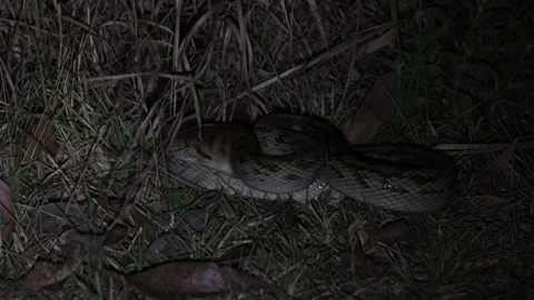 Spotted Python moving in bush at night close up Video stock 325375842
