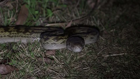 Spotted Python smell with tongue at night close up Video stock 321182900