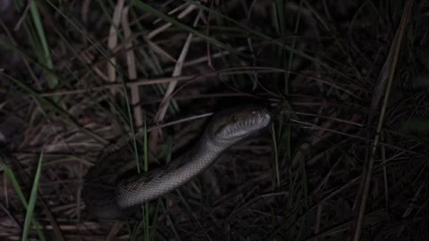 Spotted Python smelling with tongue moving in bush at night close up Vidéo 325375838