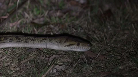 Spotted Python smelling with tongue at night portrait Stockbeeldmateriaal 320154136