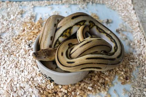 Spotted python snake in a terrarium on white background 写真素材