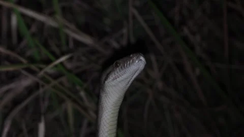 Spotted Python stretch his body high smelling with tongue close up Vidéo 320448063