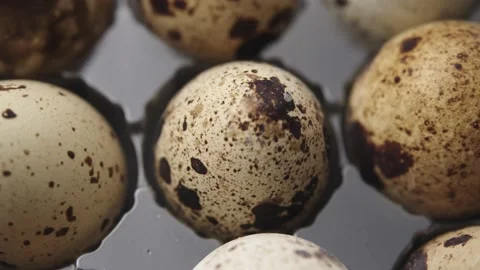 Spotted Quail Eggs in an egg box. Fresh, organic and healthy bird eggs. Stockbeeldmateriaal 181183312
