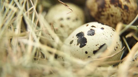 Spotted quail eggs lie in dry straw and hay Vídeo Stock 333834375