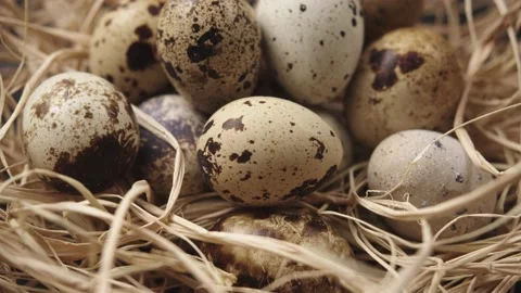 Spotted Quail Eggs in straw. Lots of fresh, organic and healthy bird eggs. Stockbeeldmateriaal 181174606