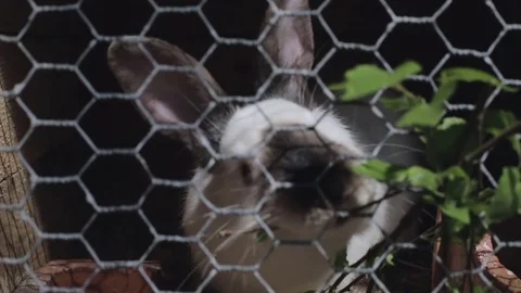Spotted rabbit eats birch leaves sitting in a cage. Stock Footage 70410195