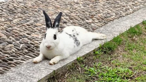 Spotted rabbit lying paved path panting heat Stock Footage 336718294