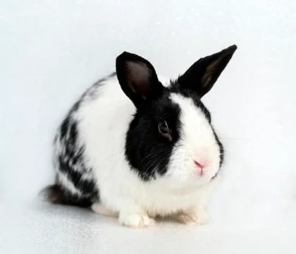 Spotted rabbit Stock Photos
