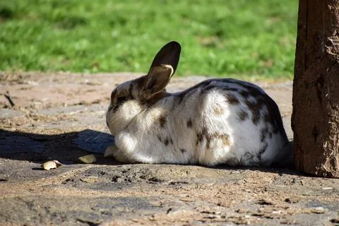 Spotted rabbit resting on a stone path near a wooden post in the sun Stock Photos