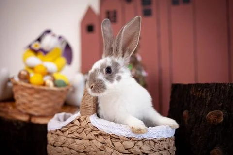 Spotted rabbit sniffs white flowers Stock Photos