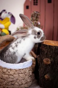 Spotted rabbit sniffs white flowers Stock Photos