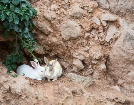 Spotted rabbits. Stock Photos