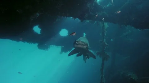Spotted ragged tooth shark Stock Footage 80958772