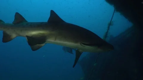 Spotted ragged tooth shark - Sandtiger shark Stock Footage 75162185