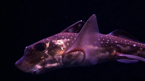 Spotted Ratfish Stockbeeldmateriaal 104669466