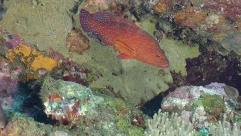Spotted red cod in reef rocks Stock Footage 130381994