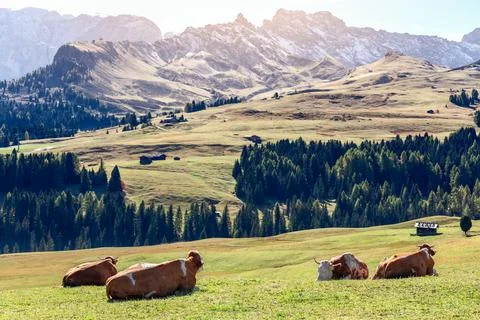 Spotted red cows resting on a high plateau in Seiser Alm. South Tyrol, Italy Stock Photos