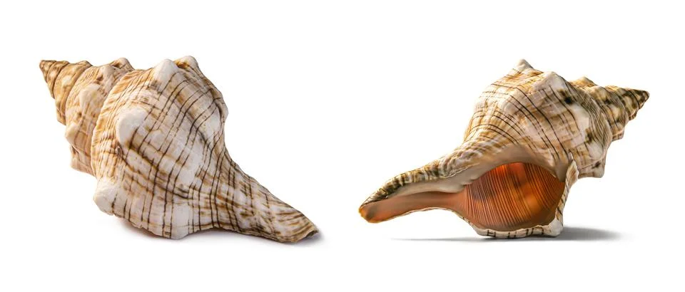 Spotted reddish ocean shell studio photo isolated. 写真素材