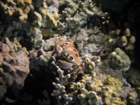 Spotted reef crab Stock Photos