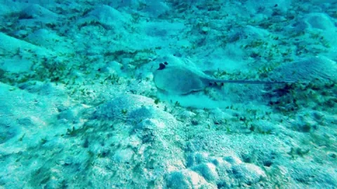 Spotted ribbontail stingray eats animals hidden in the sand Stockbeeldmateriaal 272565769