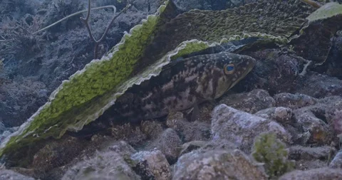 Spotted sand bass hiding under laminaria kelp on seabed Stock Footage 346242575