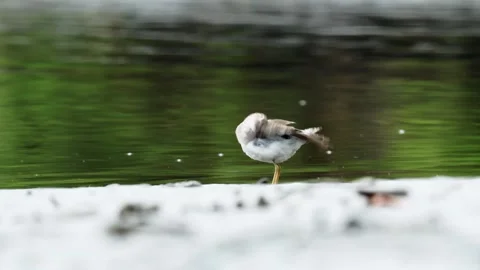 Spotted Sandpiper (Actitis macularius) Preening on Pacific Beach with Mangrove 스톡 동영상 337191032