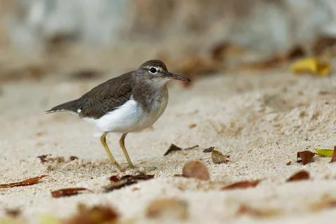 Spotted Sandpiper - Actitis macularius small shorebird, breeding habitat near Stock Photos