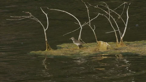Spotted sandpiper on algae flies off to right, slomo, 4k Stock Footage 247587310