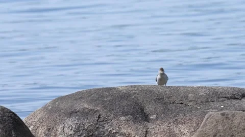 Spotted Sandpiper Bobbing Its Head on a Rock Stock Footage 344048156