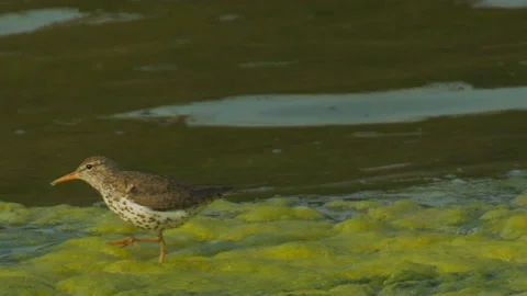 Spotted Sandpiper feeding on green algae in lake, pond, nature, slomo 4k Stock Footage 245453794