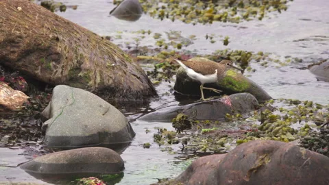 Spotted Sandpiper Stock Footage 134390991