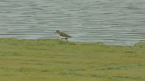 Spotted sandpiper foraging on algae in spring, 4k Stock Footage 155902613