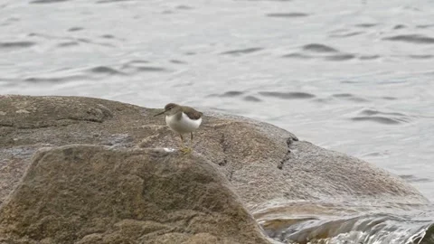 Spotted Sandpiper Foraging Among Wet Rocks and Splashing Water Stock Footage 343666840
