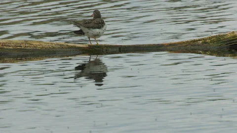 Spotted Sandpiper foraging during fly hatch, 4k Stock Footage 155605530