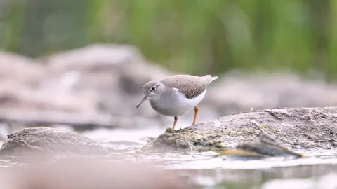 Spotted Sandpiper foraging Stock Footage 315533377