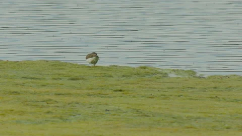 Spotted sandpiper foraging for insects on algae during a fly hatch, 4k Video stock 155902545