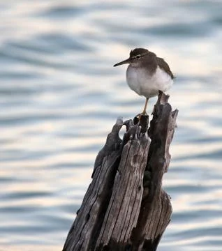 Spotted Sandpiper Stock Photos