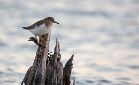 Spotted Sandpiper on a Post Stock Photos