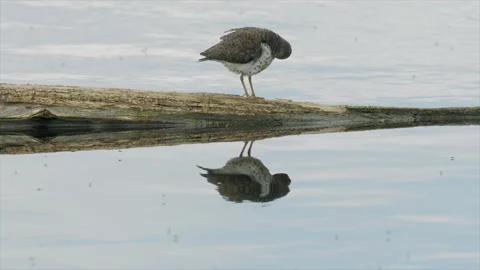 Spotted sandpiper preening in cloud of hatching flies on lake, 4k Stock Footage 155602844