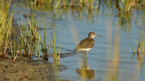 Spotted Sandpiper preening 動画素材 88548158