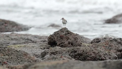 Spotted Sandpiper Probing Sand and Mud for Food on Pacific Coast Beach 스톡 동영상 337190810