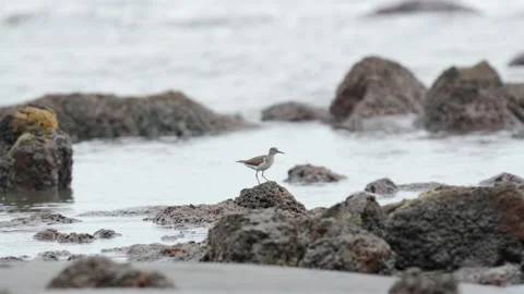 Spotted Sandpiper Probing Sand and Mud for Food on Pacific Coast Beach Stock Footage 337190813