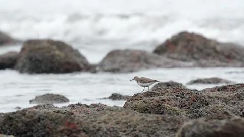 Spotted Sandpiper Probing Sand and Mud for Food on Pacific Coast Beach Video stock 337190874